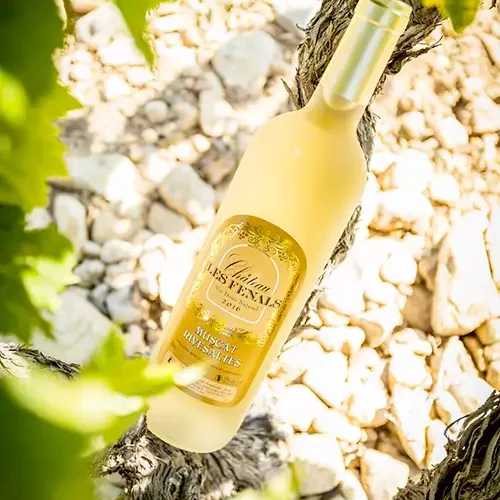 MUSCAT DE RIVESALTES (2025)